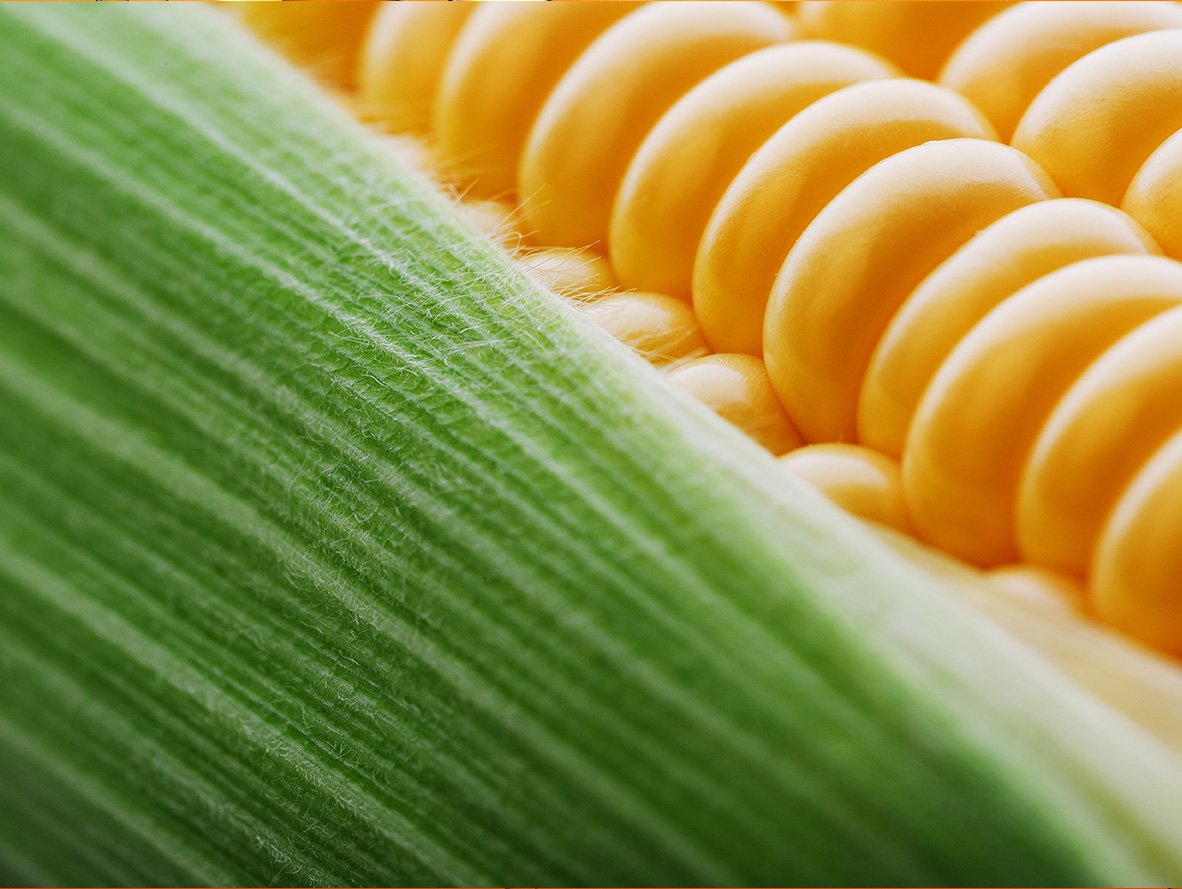 Closeup of ear of corn