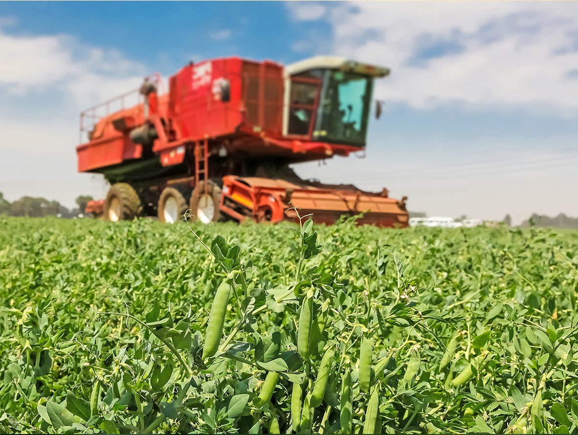 Combine in a bean field
