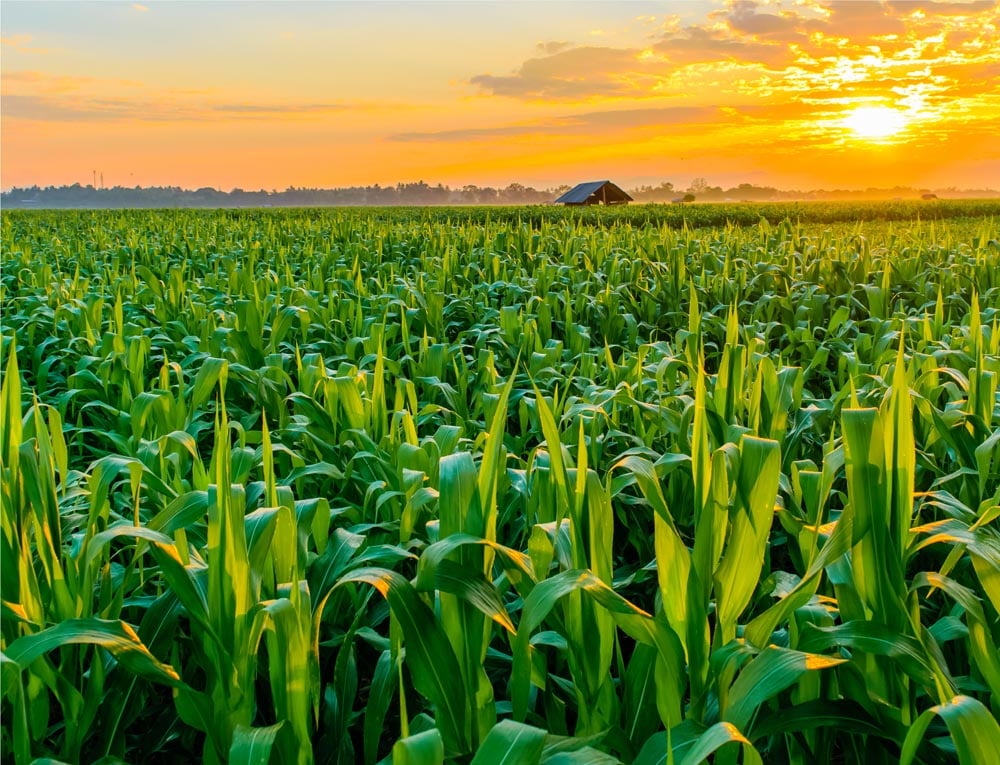 Sun setting over a corn field.