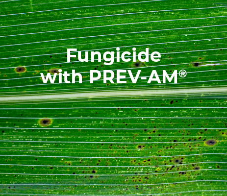 Corn-PREV-AM-Treated-After 2