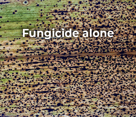 Corn-PREV-AM-Unteated-Before 2