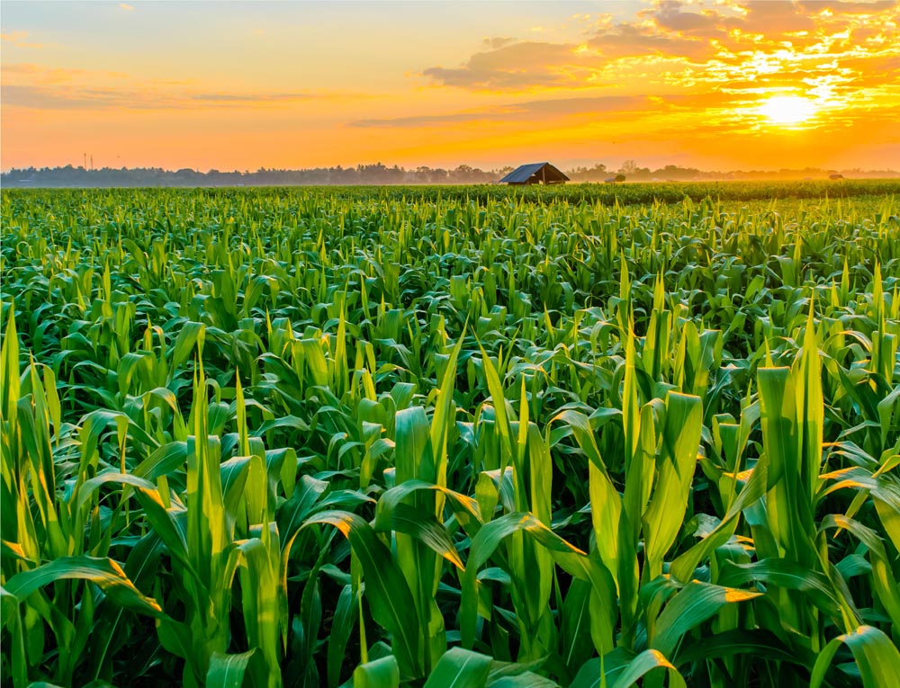 Sun setting over a corn field.
